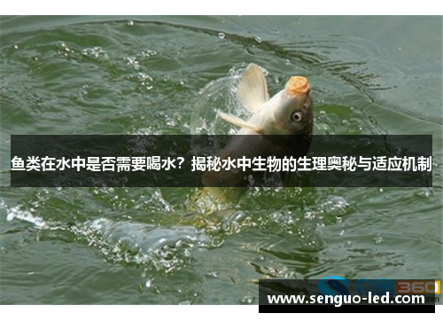 鱼类在水中是否需要喝水？揭秘水中生物的生理奥秘与适应机制